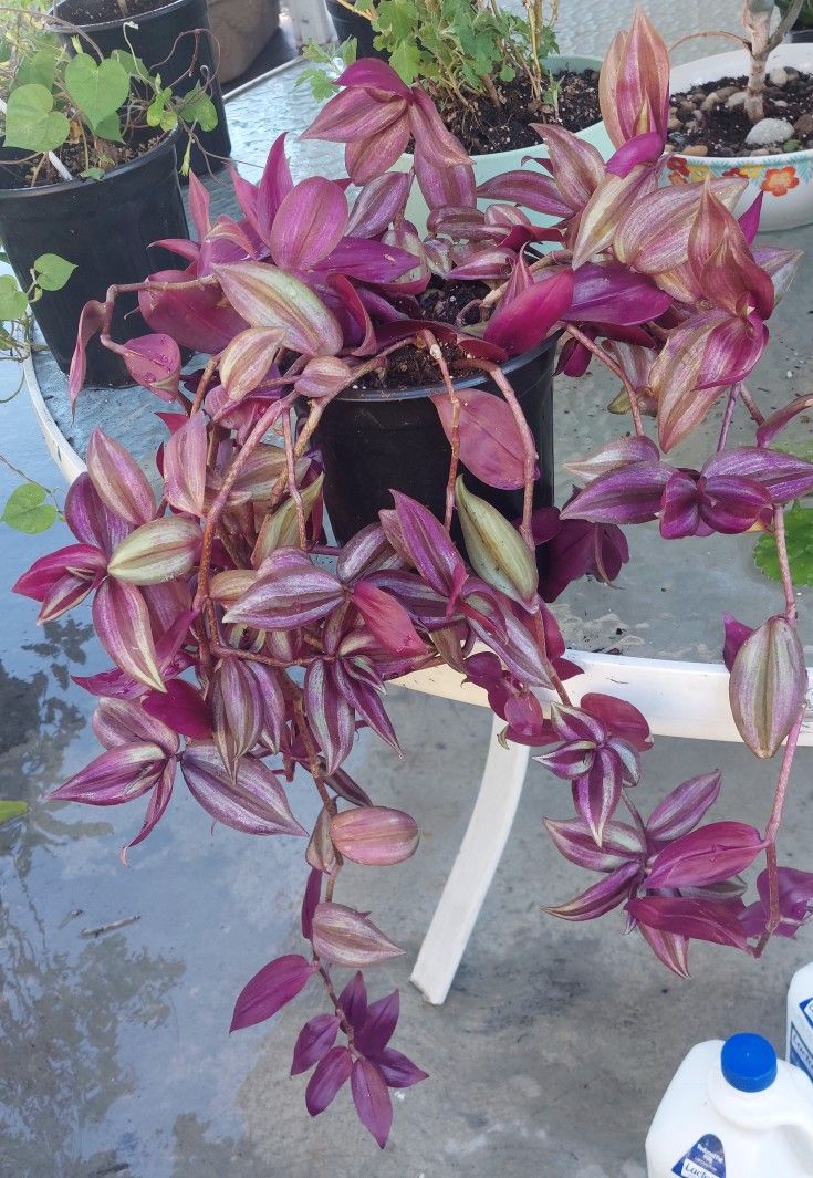 Inch Plant In 6 In Pot