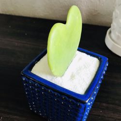 Heart Hoya Kerri Gift Succulent Arrangement Pot Home Decor