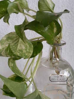 Live Plant in Water