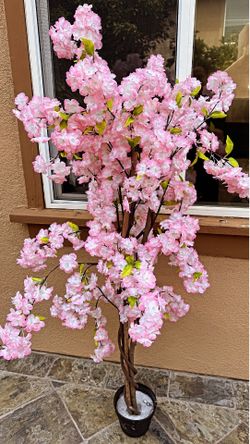 2 Pink cherry Blossom tree