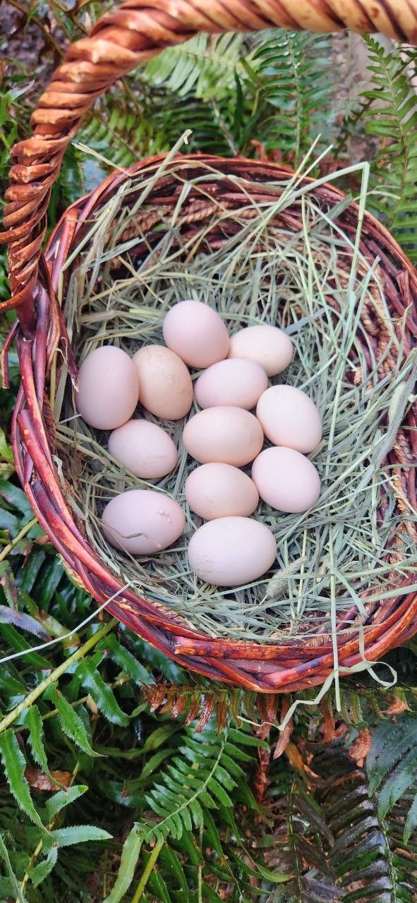 Silkies Eggs