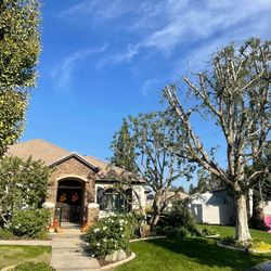 Tree Clean