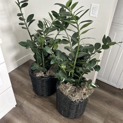 2 Faux House Plants