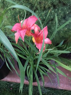 Lily Pink