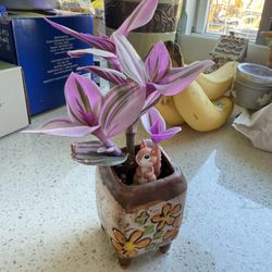 indoor Or Outdoor Plants 