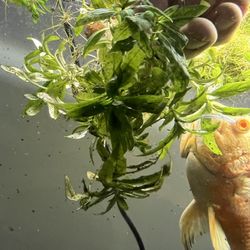 Aquarium Plants 
