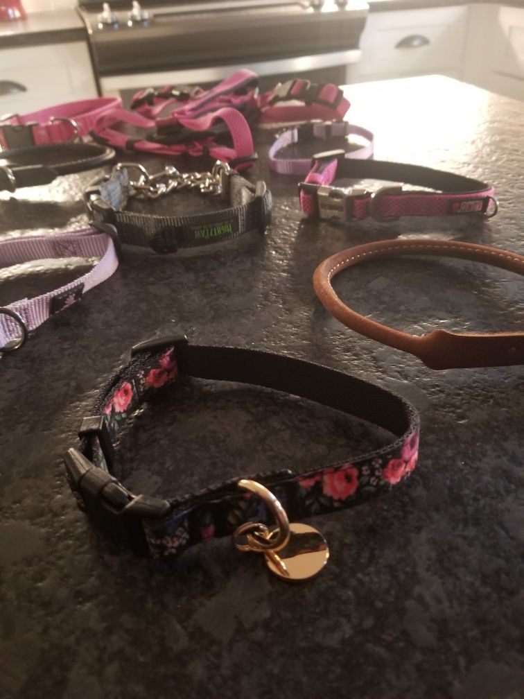 Dog collars!