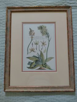 Vintage Ethan Allen Framed Botanical Print – Ornithogalum Capense Floral Wall Art