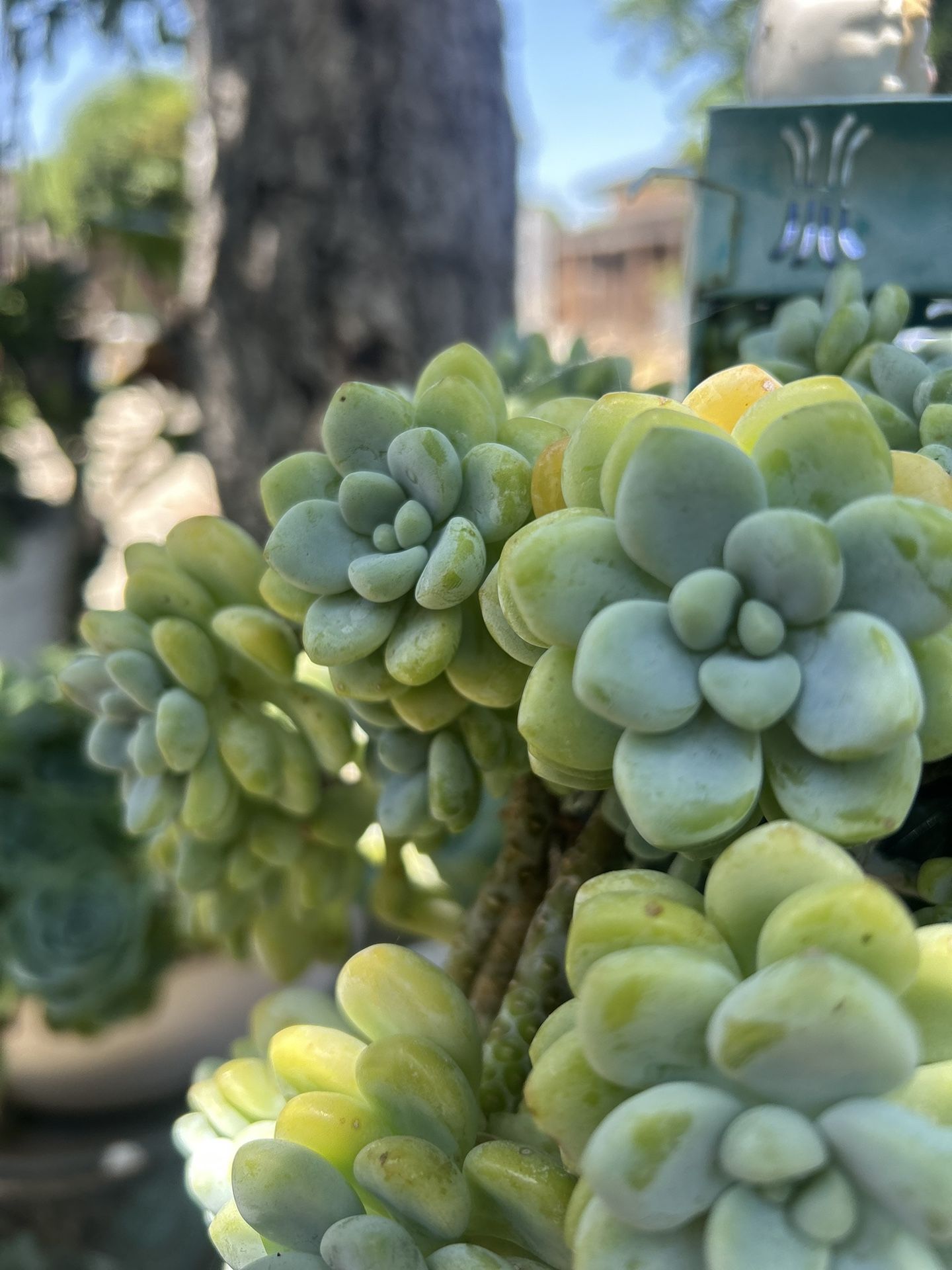 Succulents Cuttings 