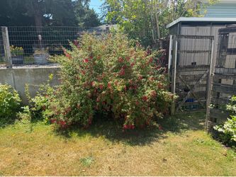 Fuchsia Bush for the Digging
