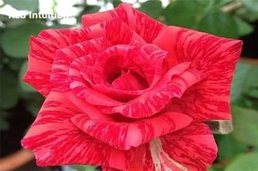 Rare European, Japan rose plants : Red Intuition 
