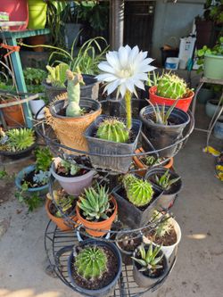 Cactus