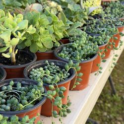 Succulents Plants 4”in Pot 🪴