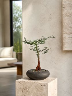 Operculicarya Decaryi/ Elephant Tree (Handmade Planter Included). #R4 ‘Local LA Seller’