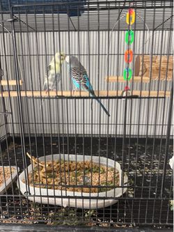 Cage bird