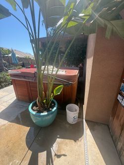 GIANT WHITE BIRD of PARADISE 10’ Tall