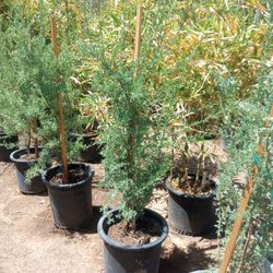 15 Gallon Ironwood Trees