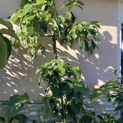 Premium 15-gallon, approximately 8-foot tall Mexicola Avocado Tree (grafted, ready to plant and produce soon).
