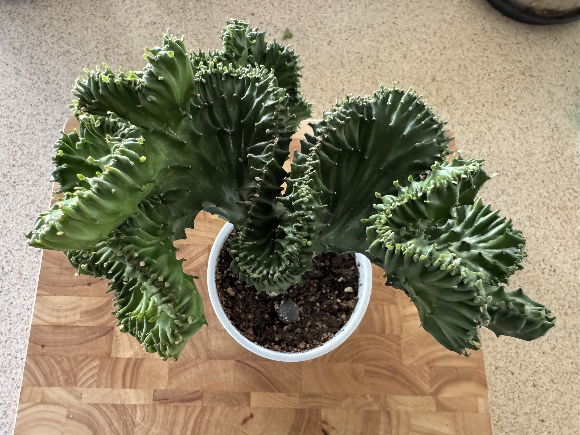 Coral Cactus Live Plant 