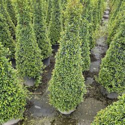 topiary  cone $65 spiral  $75