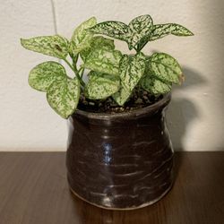 Live Polka Dot Plant, Variegated ‘White Splash’  