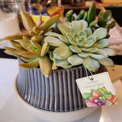 Live Potted Succulent Arrangement in Round Ceramic Planter