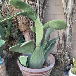 Amazing 4 Foot Floppy Ear Potted Cactus Plant