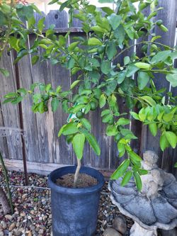 Bearss Seedless Lime Tree