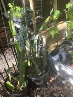 Papaya - Dragon Fruit - Longan - Seedlings & Rooted Cuttings