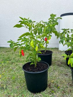 Trinidad pimento pepper plant