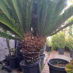 Sago Palm