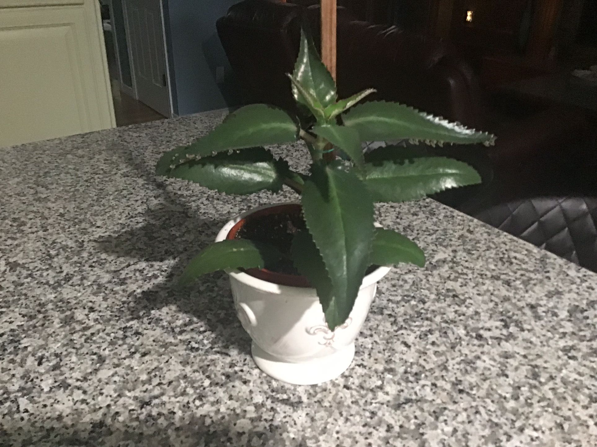 Plant