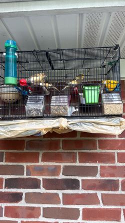 Birds
