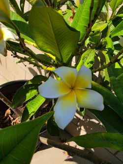 White Frangipani/ plumera blanca