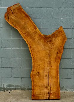 Rare Live Edge Chinese Elm Slab – Dramatic Sculptural Statement Piece – Kiln Dried