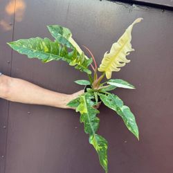 4” ring of fire philodendron 