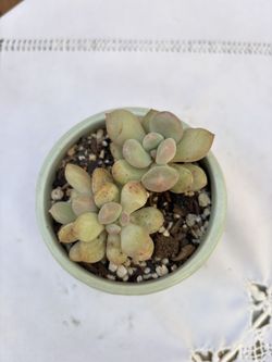 P. Princess Zelda Imported Plant