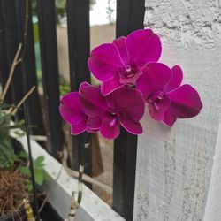 Misc Dendrobium Orchids