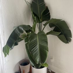 LARGE Indoor Bird Of Paradise