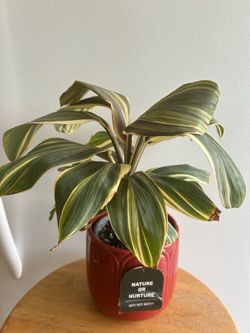 $17 each beautiful plant