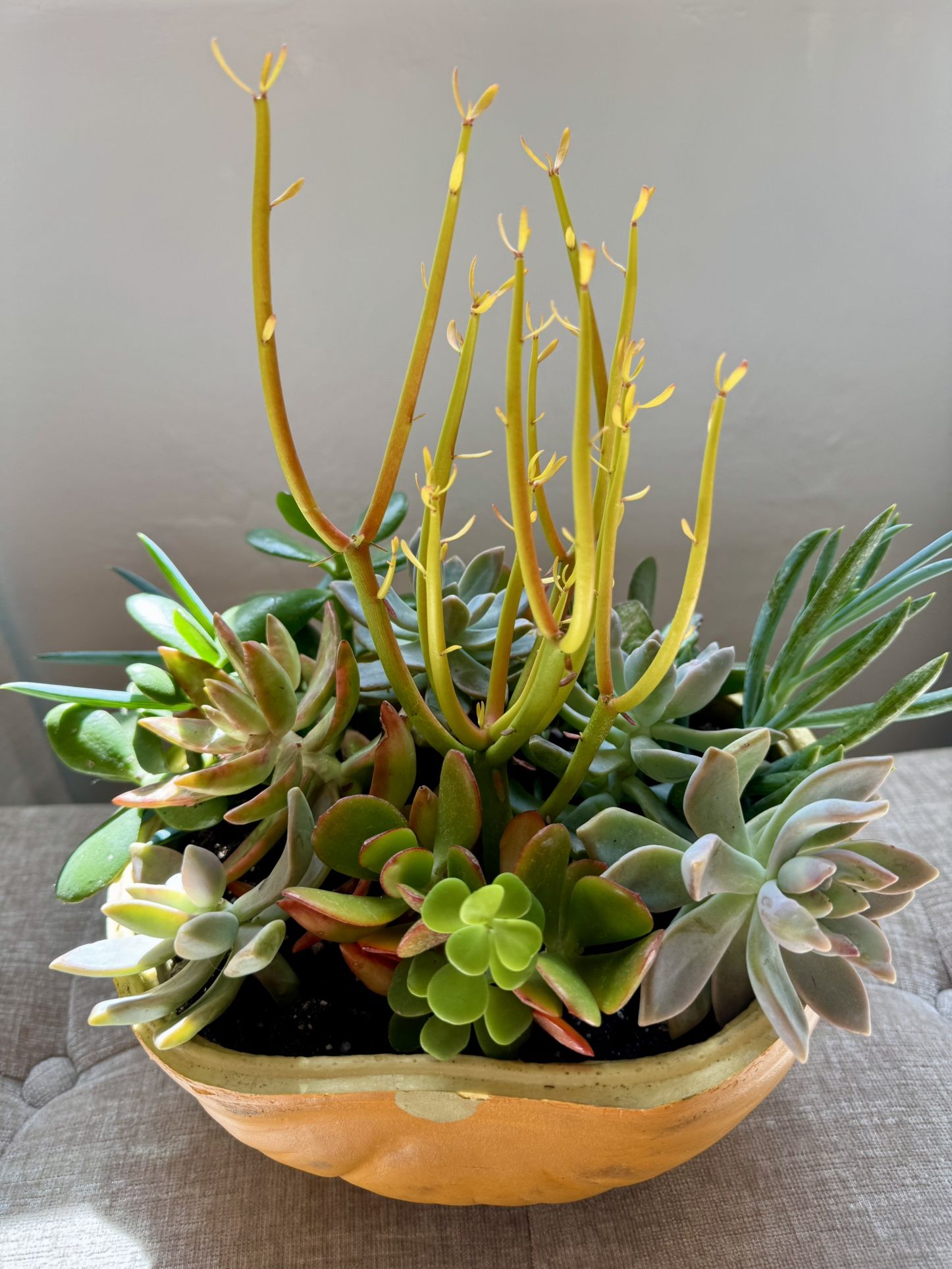 Pumpkins With Succulents Plants