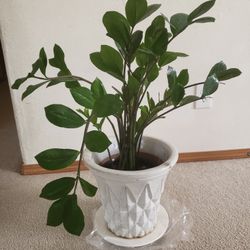 Healthy Indoor Plant With Pot