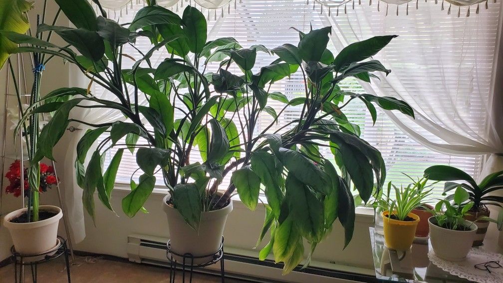Plant Pot