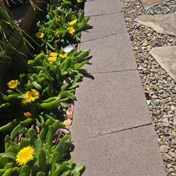 Glottiphyllum longue and stand alone succulents at lower than retail prices 