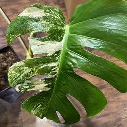 Variegated Monstera Albo Plant Cutting (pls Read Description Below)