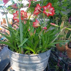 Tina Llena De Azucenas