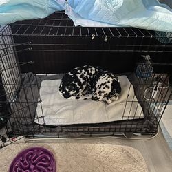 Dog Crate In Great Condition 