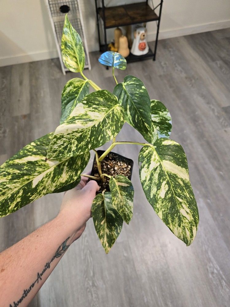 Epipremnum Yellow Flame