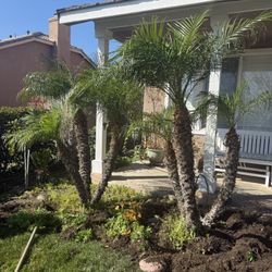 3 Large Pygmy date palms - Ready To Plant