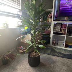 3-4 ft tall dracaena plant!